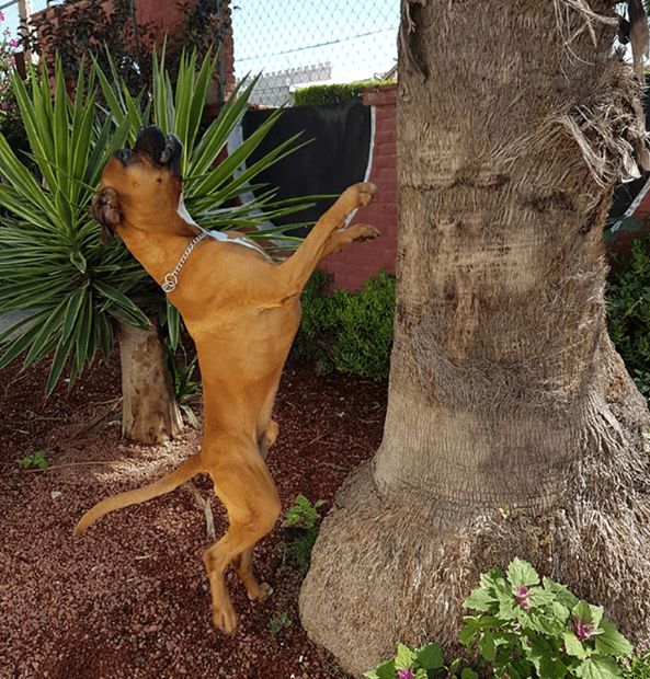 Perro-boxer