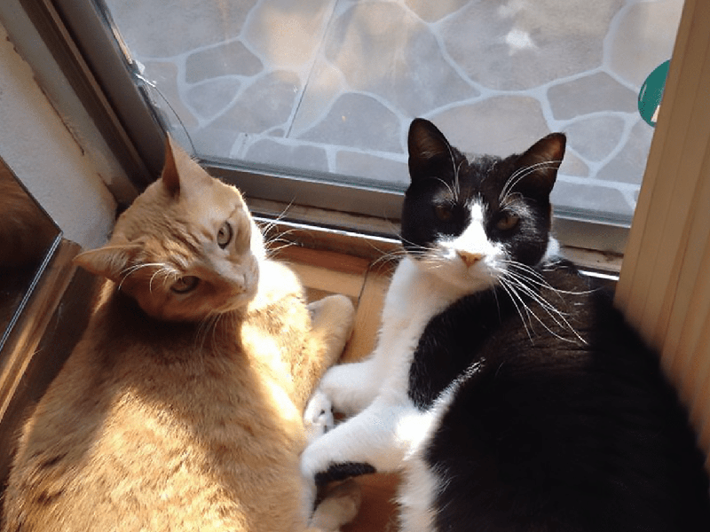 2 gatitas