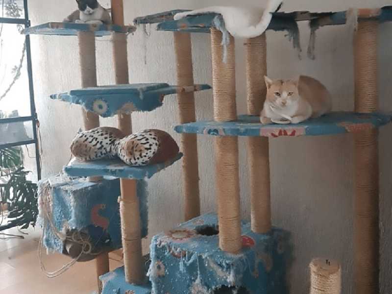 gatos en rascador