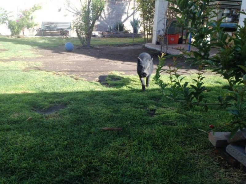 cerdito negro