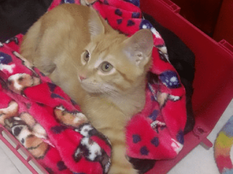 gatito amarillo