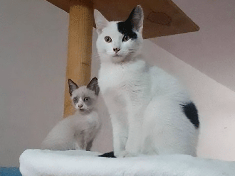 gata y gatito
