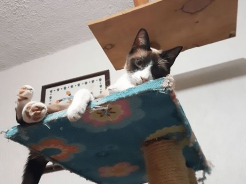 gato en rascador
