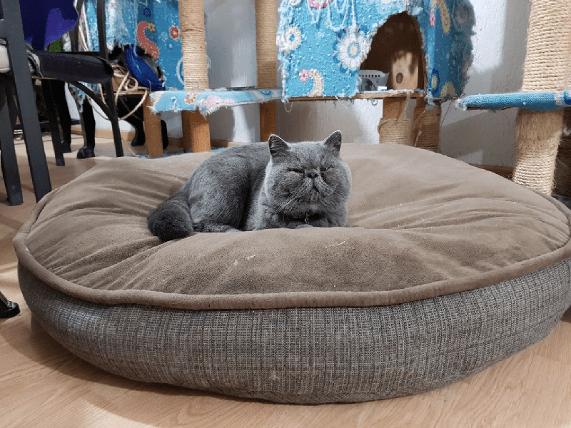 gato gris