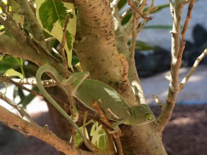 cuidado de iguanas