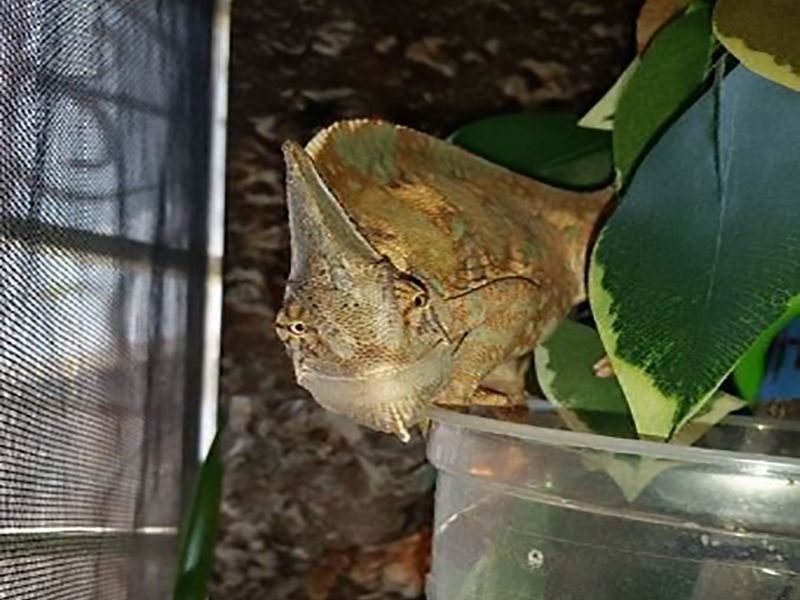 cuidado de reptiles