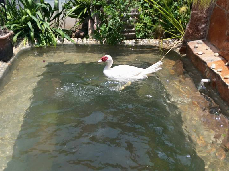 pato nadando